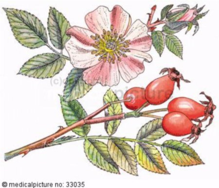 Куст малины,куст шиповника