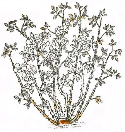 Шиповник покрытосеменное растение