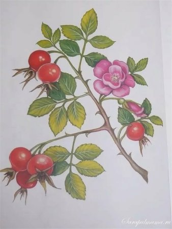 Шиповник раскраска для детей