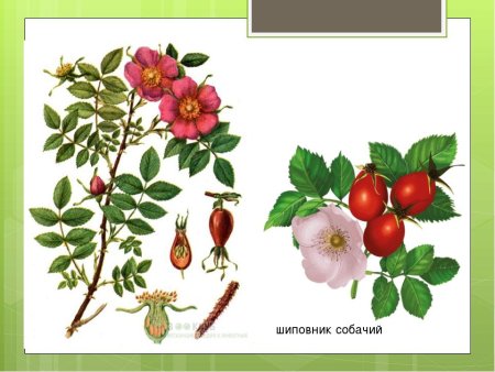 Ветка шиповника