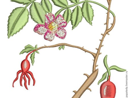 Шиповник многоцветковый