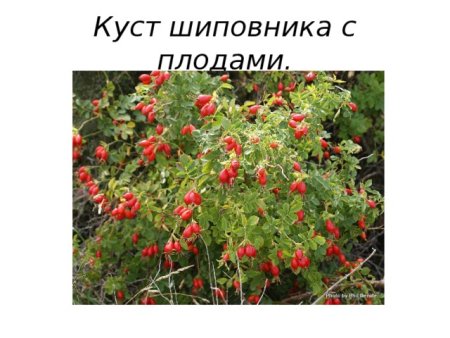 Шиповник кустарник