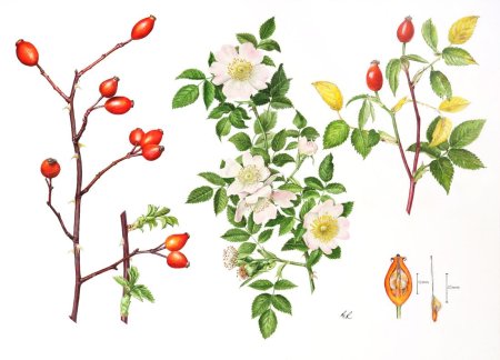 Шиповник войлочный Фармакогнозия