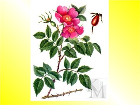 Куст Калина Бузина