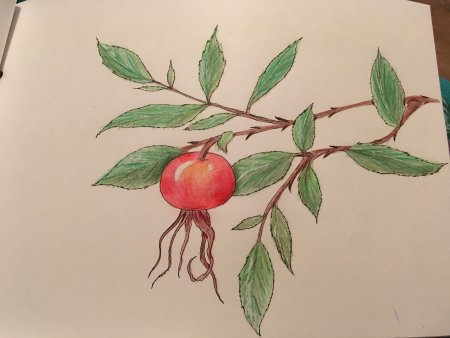 Шиповник для дошкольников