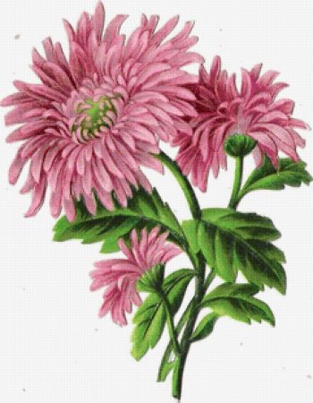 Botanical Aster Flower
