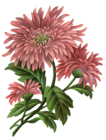 Botanical Aster Flower