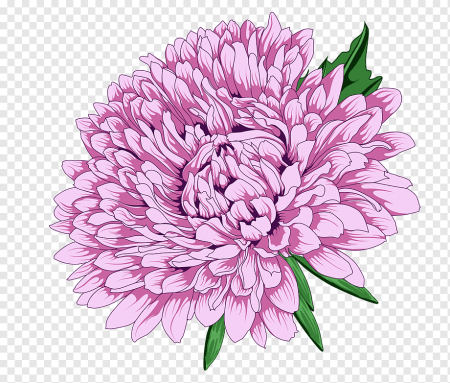 Хризантема Лотос