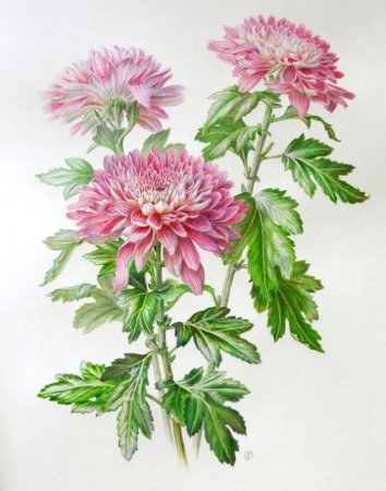 Дубки хризантемы акварель