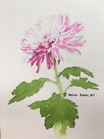 Хризантемы цветными карандашами