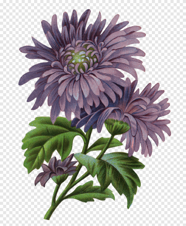 Botanical Aster