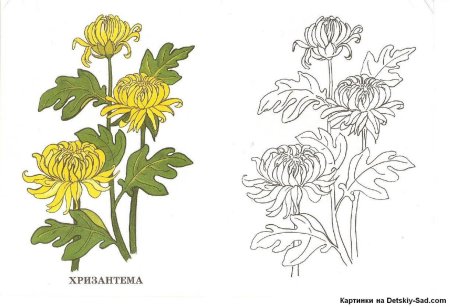 Раскраска Хризантема цветок