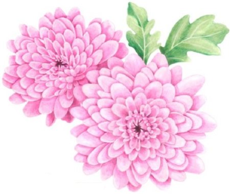 Хризантема рисунок