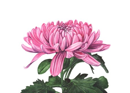 Хризантемы цветными карандашами