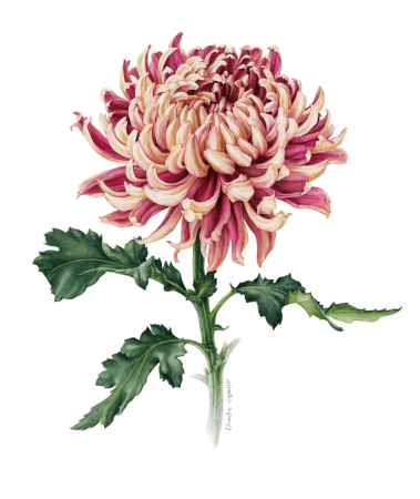 Хризантема Шанг