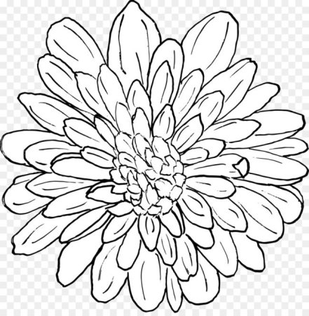 Хризантема раскраска