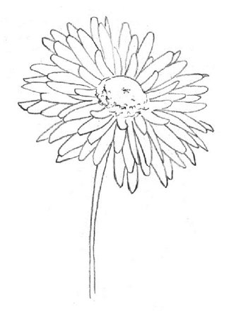 Хризантемы карандашом