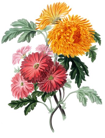 Хризантема Уильямс