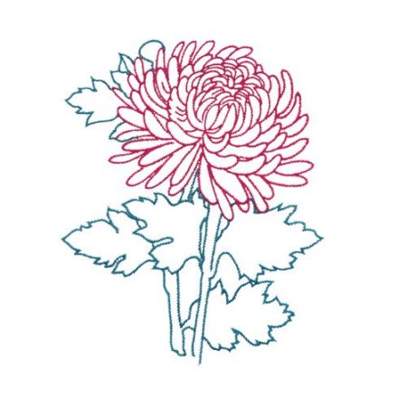 Хризантемы для срисовки