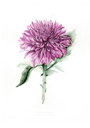 Скетчинг хризантемы