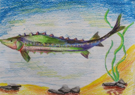 Сахалин рисунок