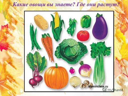 Карточки овощи для детей