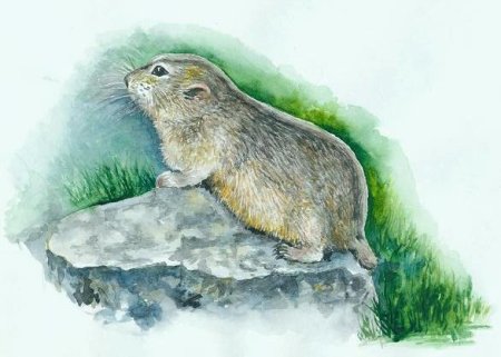 Лемминг рисование