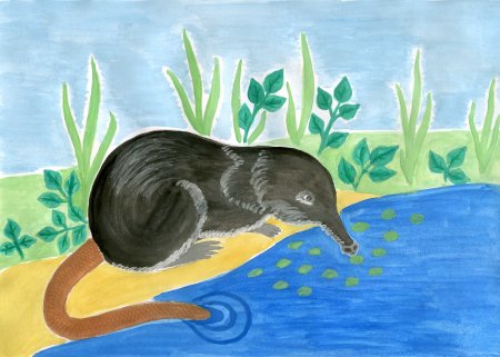 Русская выхухоль рисунок