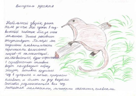 Нарисовать выхухоль