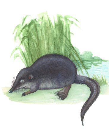 Русская выхухоль Desmana moschata