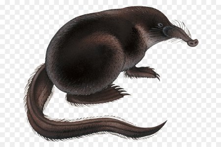 Русская выхухоль рисунок