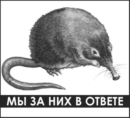 Выхухоль рисование