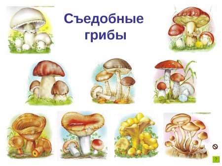 Игра грибов съедобные и несъедобные для детей