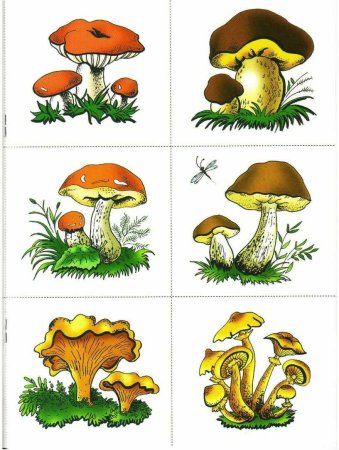 Грибы карточки для детей