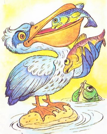 Пеликан рисунок