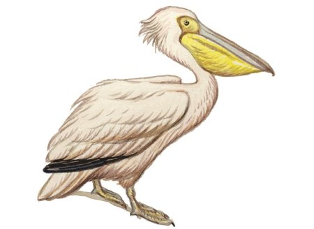 Розовый Пеликан красная книга для детей