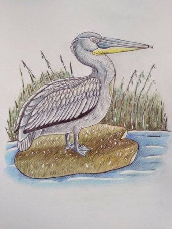 Пеликан сбоку