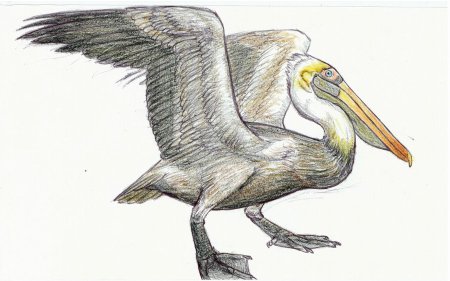 Птица Пеликан детям