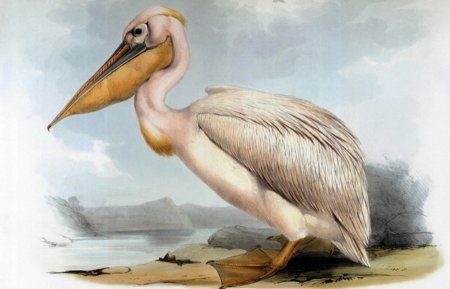 Легенда о Пеликане и птенцах