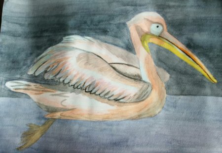 Нарисовать пеликана