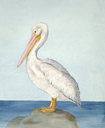 Пеликан гуашью