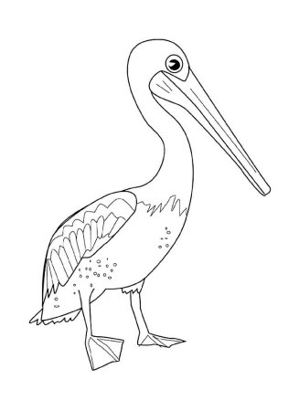 Розовый Пеликан раскраска