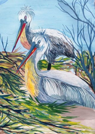 Водоплавающие птицы раскраска для детей