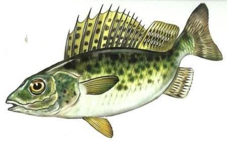 Предметные картинки рыба