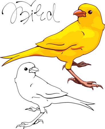 Канарейка рисунок