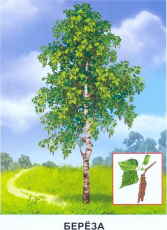 Береза для детей