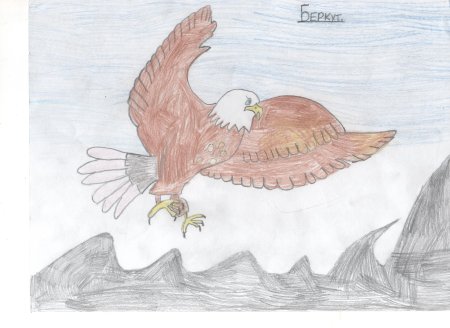 Беркут рисунок