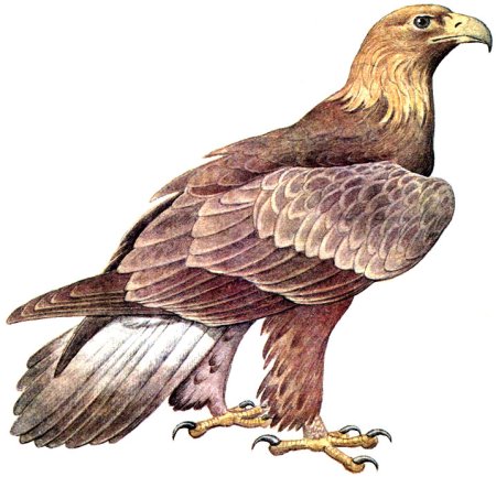 Беркут на белом фоне