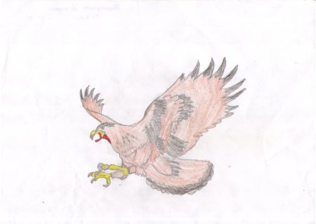 Беркут рисунок для детей