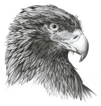 Беркут карандашом
